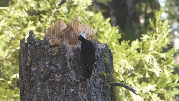 Video: White headed woodpecker